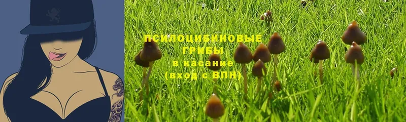 Псилоцибиновые грибы Psilocybe  Льгов 